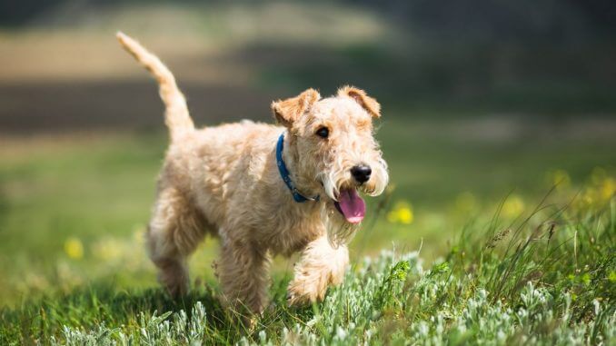 Lakeland-Terrier-Puppy-Images-678x381