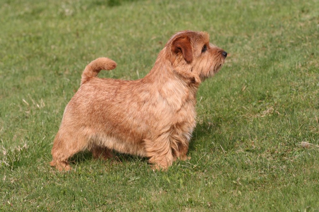 Norfolk-Terrier-1-1030x686