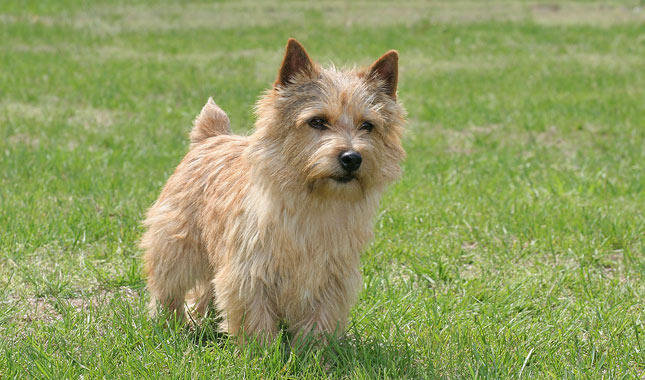 Norwich-Terrier-4-645mk062711