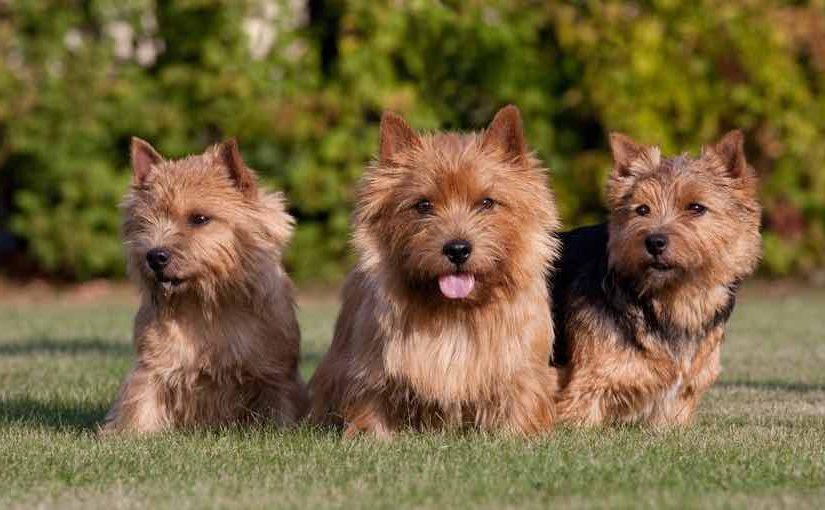 Norwich-Terrier-dog-breed