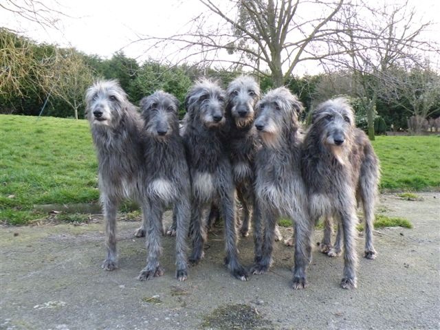 Scottish-Deerhounds-scottish-deerhounds-33966818-640-480