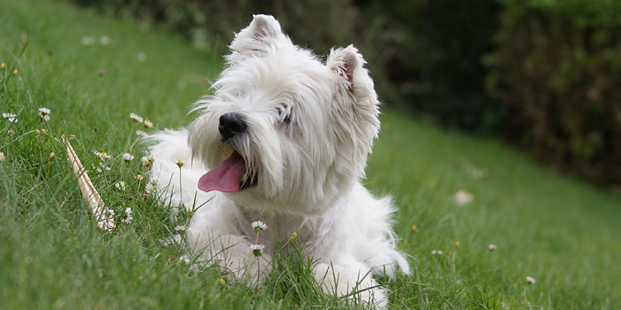 West-Highland-White-Terrier-2