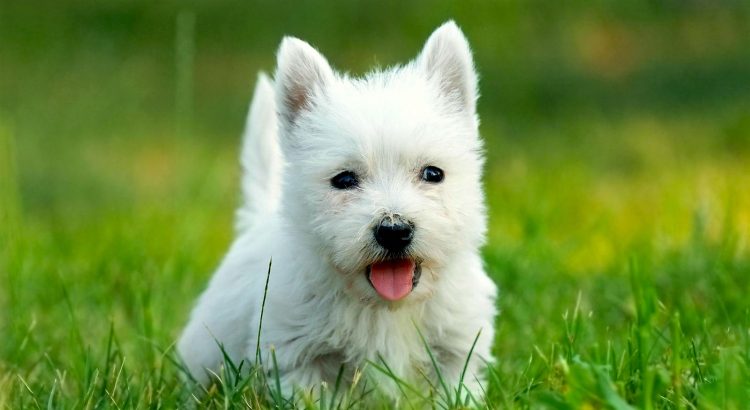West-Highland-White-Terrier-750x410
