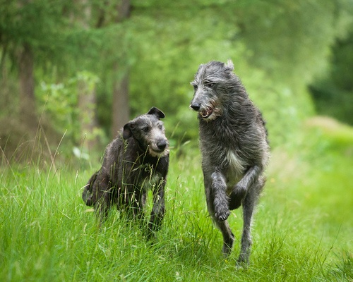 a6ce222b9606eea02ac07e6b626717ac--scottish-deerhound-irish-wolfhounds