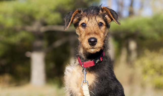 airedale-puppy-ap-ialrcl-645-x-380