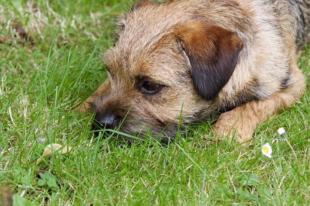 best-dog-food-for-border-terriers