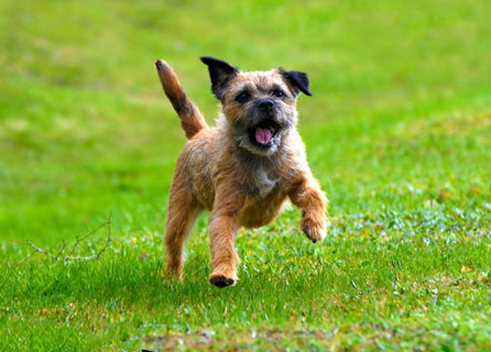 border-terrier-exercise-446x320px