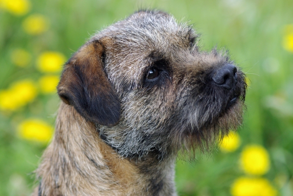 border-terrier2.jpeg