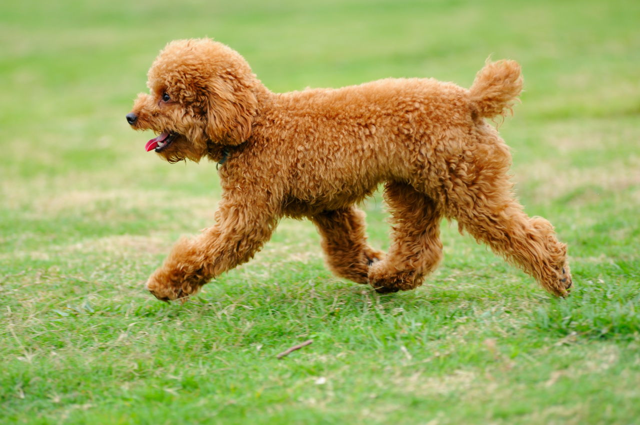 1280-114305326-little-toy-poodle-dog-running