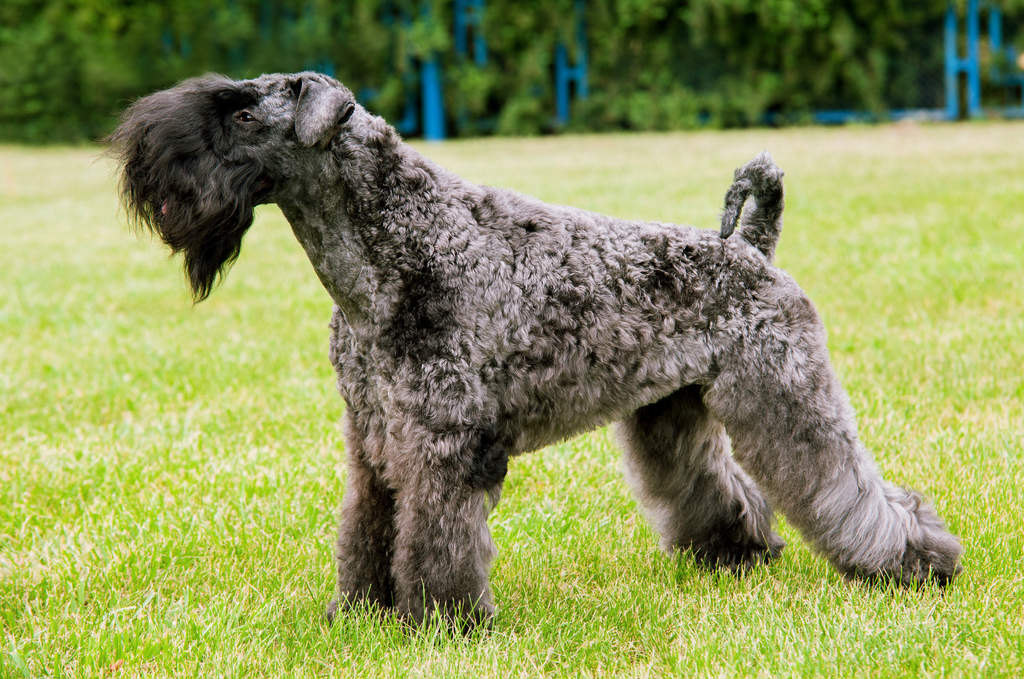 Dog-Kerry_Blue_Terrier-A_Kerry_Blue_Terrier_showing_off_it's_beautiful_thick,_wooly_coat