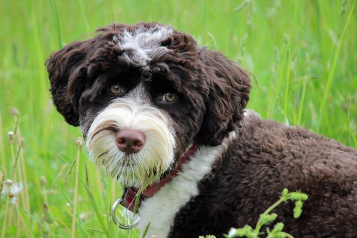 Portuguese-Water-Dog