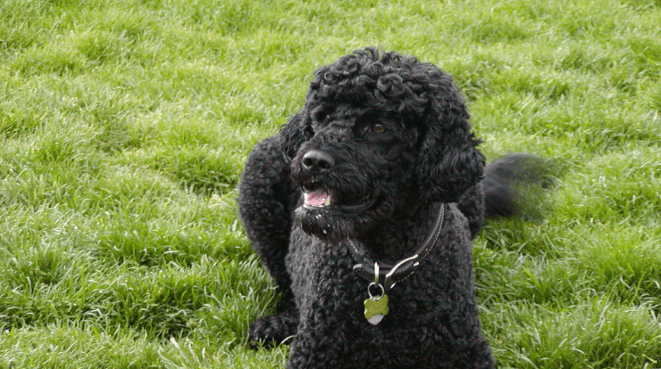 Portuguese-Water-Dog