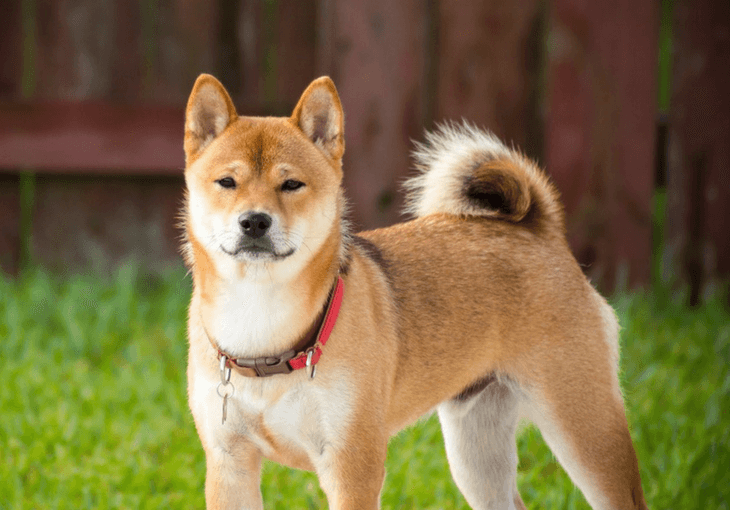 Shiba-Inu-Dog-Breed-Featured-Image-1-1-730x510