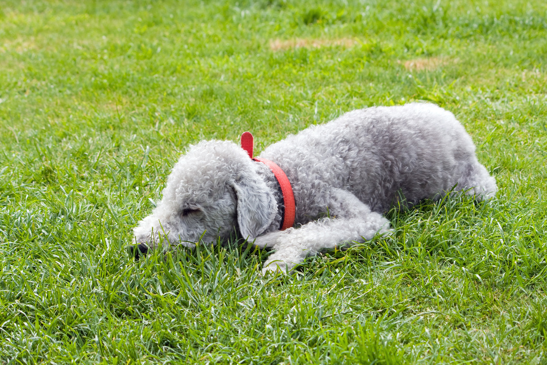 bedlington-terrier-dog-sleeping