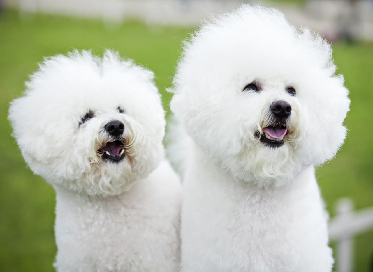 common-skin-and-coat-problems-in-the-bichon-frise-dog-breed-5a3bad6fcc03e