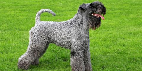 kerry-blue-terrier_large