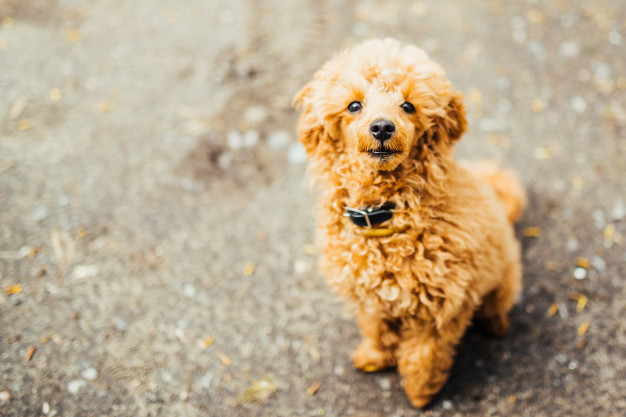 looking-up-brown-cute-poodle-puppy-sitting-on-ground_8353-6012
