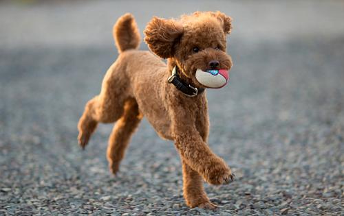 toy-poodle-1486041884-2
