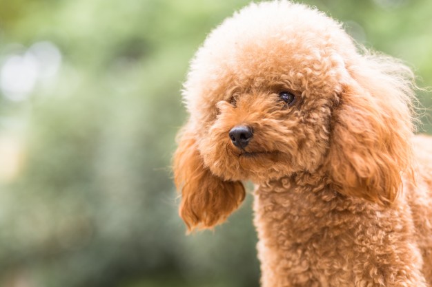 toy-poodle-on-grassy-field_1359-57