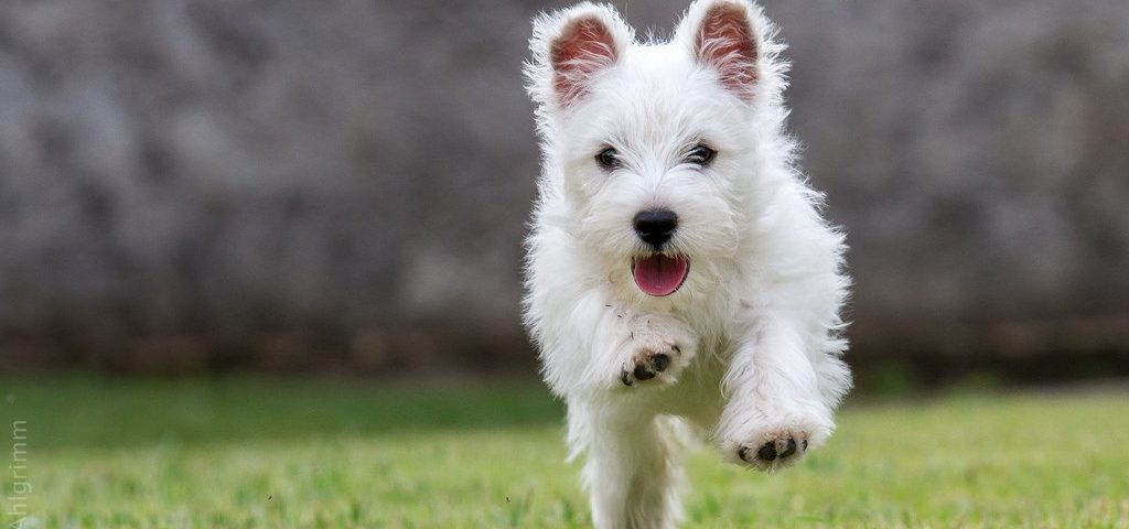 west-highland-white-terrier-1024x480