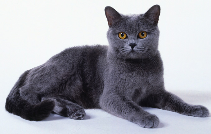 A grey Chartreux kitten reclining with paws outstretched