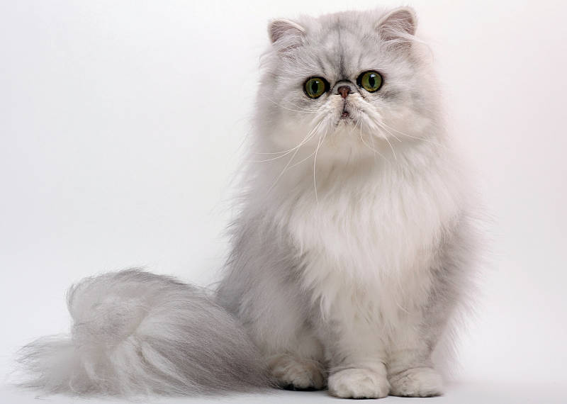 chat persan, grincheux, sur fond blanc