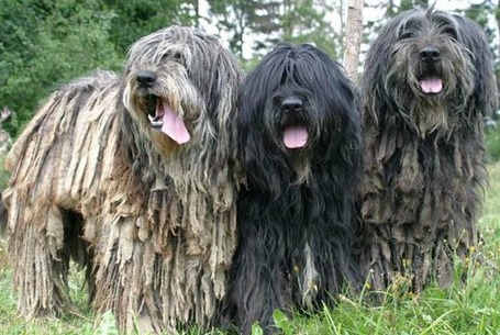 Bergamasco-Dogs